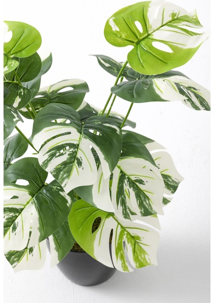 Yapay Salon Köşe Çiçeği Devetabanı Beyaz 65 cm indirimleri