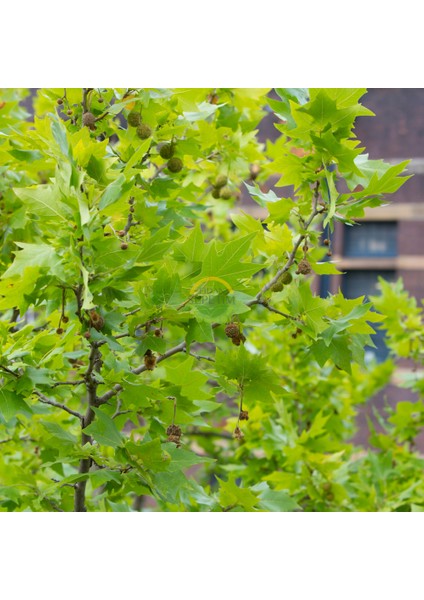 Londra Çınarı Fidanı (Platanus Acerifolia)