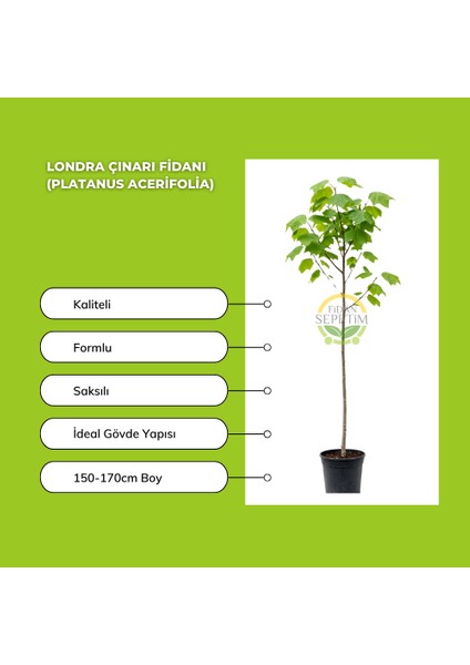 Londra Çınarı Fidanı (Platanus Acerifolia) fiyatları
