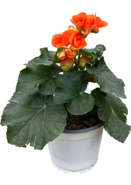 Begonia Elatior 'orange' (Katmerli Begonya)