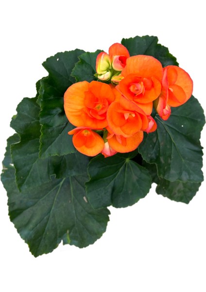 Begonia Elatior 'orange' (Katmerli Begonya)