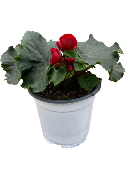 Begonia Elatior 'red' (Katmerli Begonya)