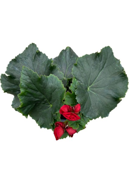 Begonia Elatior 'red' (Katmerli Begonya)