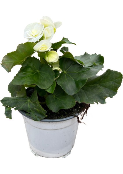 Begonia Elatior 'white' (Katmerli Begonya)