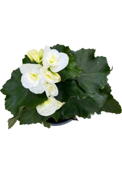 Begonia Elatior 'white' (Katmerli Begonya)