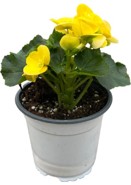 Begonia Elatior 'yellow' (Katmerli Begonya)