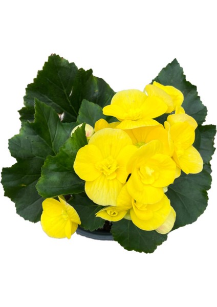 Begonia Elatior 'yellow' (Katmerli Begonya)