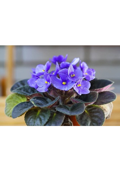 Thebestonline Mavi Afrika Menekşesi