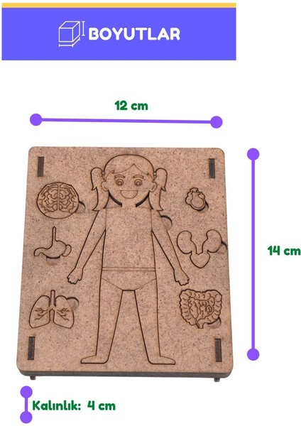 Vücudumu Tanıyorum | Eğitici Kendin Yap Ahşap Oyuncak | Stem-A Eğitim Seti