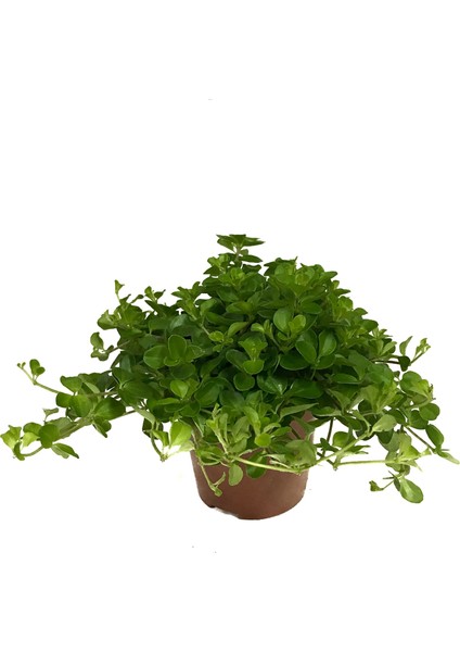 Peperomia Rotundifolia