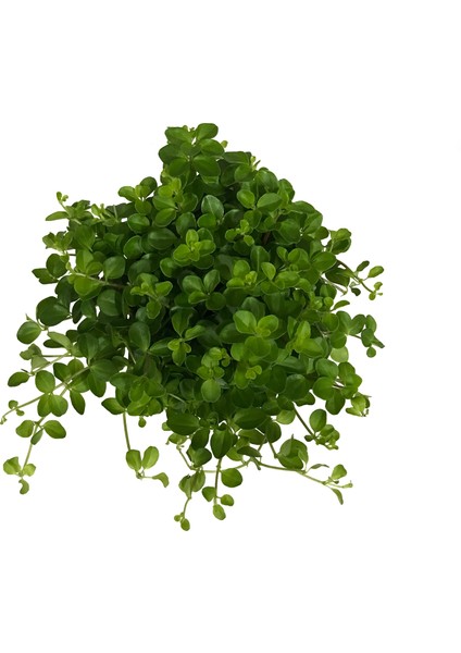 Peperomia Rotundifolia fiyatları