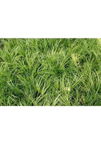 Acorus Gremineus Ogon - Sarı Yeşil Eğir Otu 10 Adet Paket