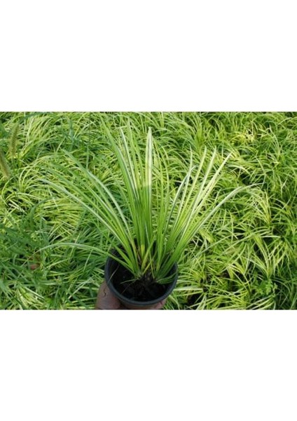 Acorus Gremineus Ogon - Sarı Yeşil Eğir Otu 20 Adet Paket