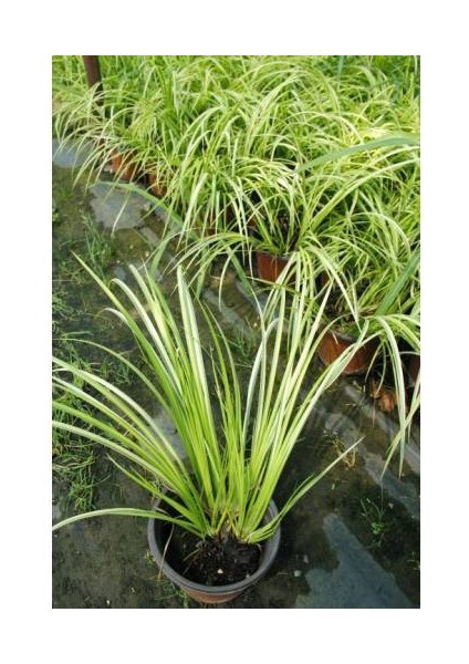 Acorus Gremineus Ogon - Sarı Yeşil Eğir Otu 20 Adet Paket fiyatları