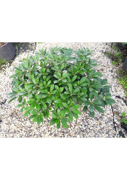 PİTOSPORUM 3 ADET PAKET - YER ÖRTÜCÜ DIŞ MEKAN BİTKİSİ