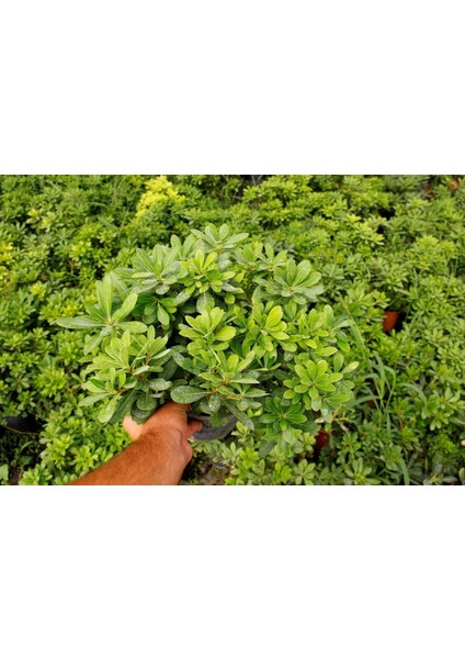 PİTOSPORUM 3 ADET PAKET - YER ÖRTÜCÜ DIŞ MEKAN BİTKİSİ