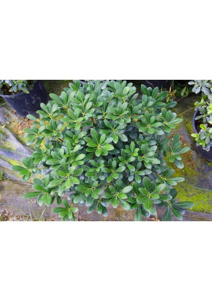 PİTOSPORUM 3 ADET PAKET - YER ÖRTÜCÜ DIŞ MEKAN BİTKİSİ