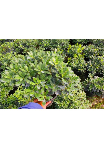 PİTOSPORUM 3 ADET PAKET - YER ÖRTÜCÜ DIŞ MEKAN BİTKİSİ