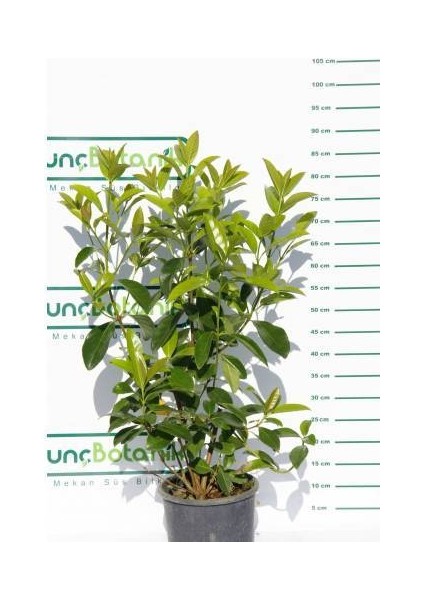 Kartopu Lucidum 5 Adet- 1 Metre Çit Bitkisi