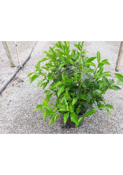 Kartopu Lucidum 5 Adet- 1 Metre Çit Bitkisi