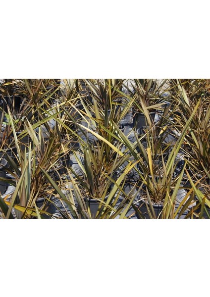 Phormium Tenax 5 Adet - Tropi̇K Saz Bi̇Tki̇Si̇ - Bordo Renkli fırsatları