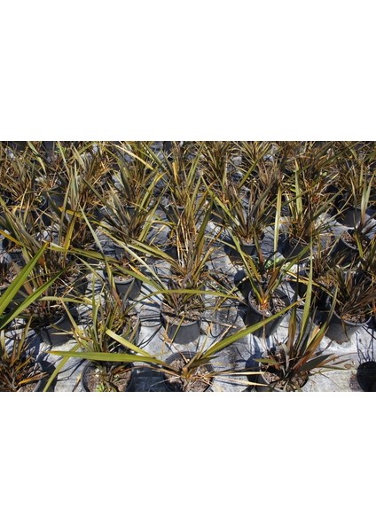 Phormium Tenax 5 Adet - Tropi̇K Saz Bi̇Tki̇Si̇ - Bordo Renkli indirimleri