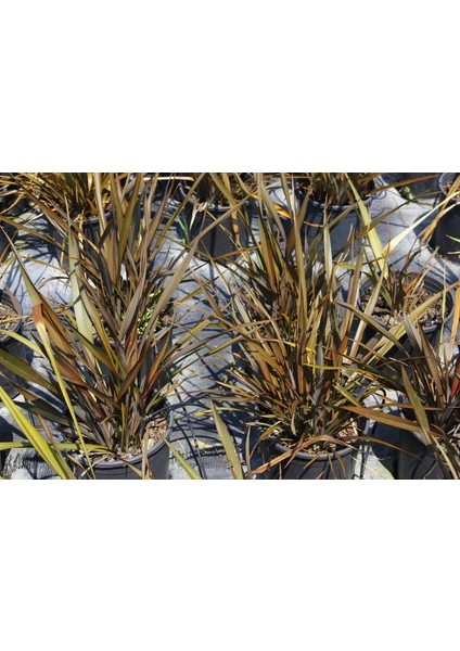Phormium Tenax 3 Adet - Tropi̇K Saz Bi̇Tki̇Si̇ - Bordo Renkli