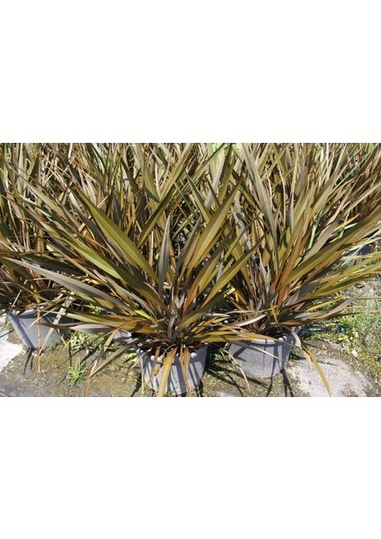 Phormium Tenax 10 Adet - Tropi̇K Saz Bi̇Tki̇Si̇ - Bordo Renkli