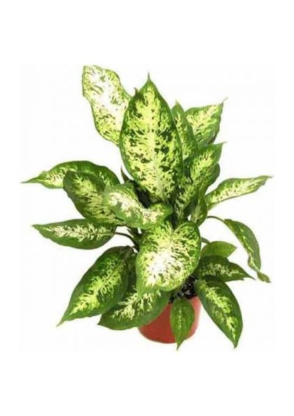 Difenbahya Salon Bitkisi 2 Adet - Hediyelik - Dieffenbachia Compacta