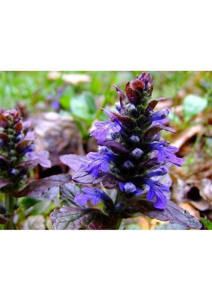 Ajuga 20 Adet - Bordo Renkli Yer Örtücü Bitki