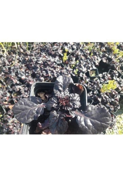 Ajuga 20 Adet - Bordo Renkli Yer Örtücü Bitki