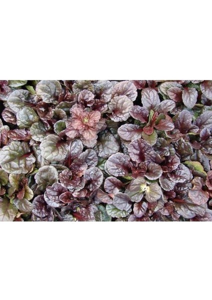 Ajuga 20 Adet - Bordo Renkli Yer Örtücü Bitki