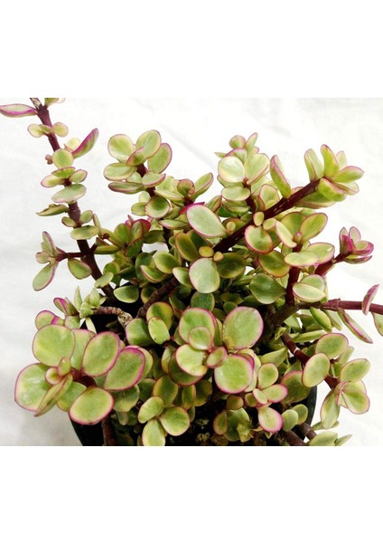 Portulacaria Afra Variegata Sukulent Teraryum Bitkisi 10'lu