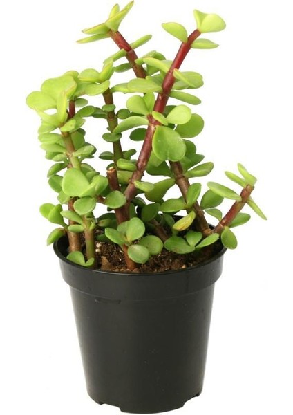 Portulacaria Afra Variegata Sukulent Teraryum Bitkisi 10'lu