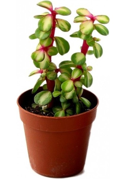Portulacaria Afra Variegata Sukulent Teraryum Bitkisi 10'lu