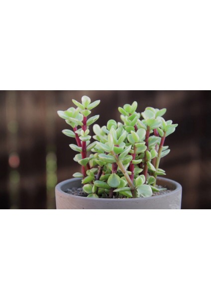 Portulacaria Afra Variegata Sukulent Teraryum Bitkisi 10'lu
