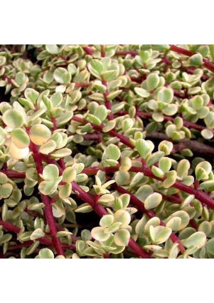 Portulacaria Afra Variegata Sukulent Teraryum Bitkisi 10'lu
