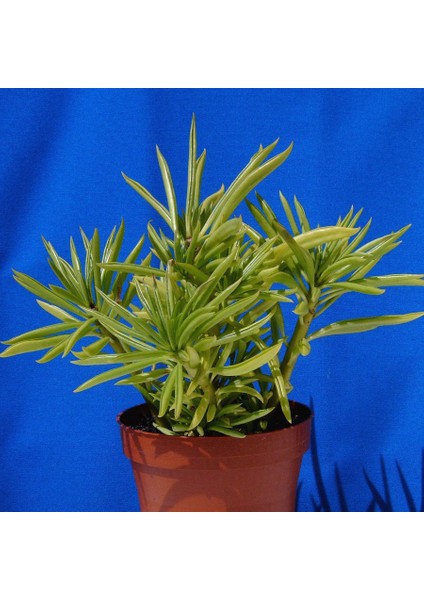 Senekio Barbertonicus Himalaya Sukulent Teraryum Bitkisi 10'lu