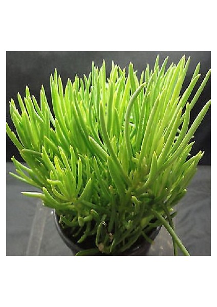 Senekio Barbertonicus Himalaya Sukulent Teraryum Bitkisi 10'lu