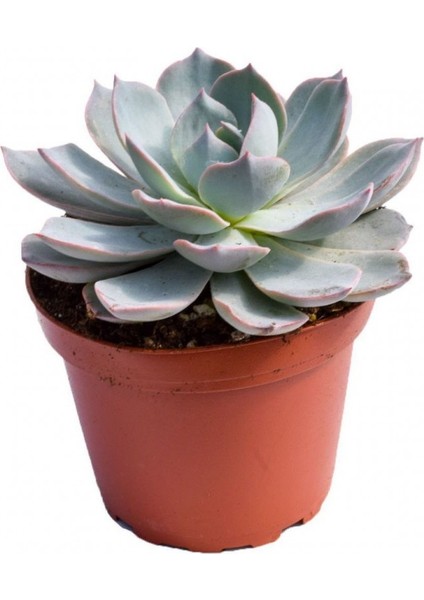 Echeveria Morning Beauty Sukulent 10'lu fiyatları