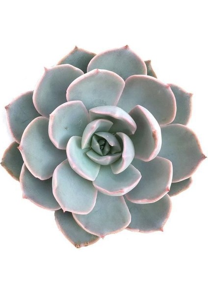 Echeveria Morning Beauty Sukulent 10'lu modelleri