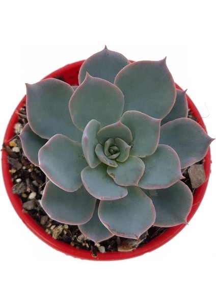 Echeveria Morning Beauty Sukulent 10'lu fırsatları
