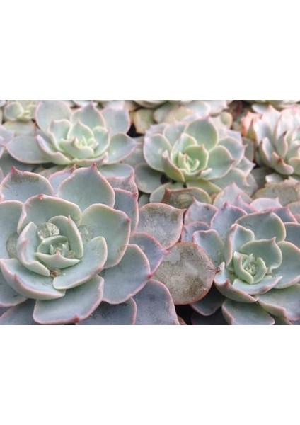 Echeveria Morning Beauty Sukulent 10'lu indirimleri