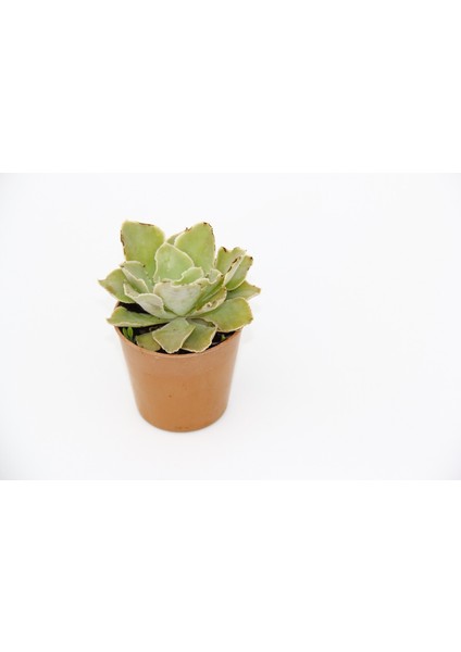 Echeveria Morning Beauty - 5 Adet Sukulent