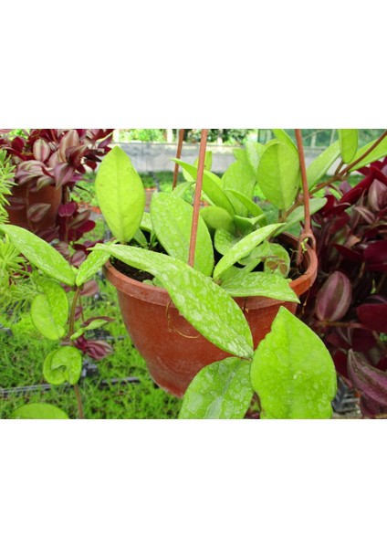 Mum Çiçeği Askılı Saksıda - Hoya Carnosa