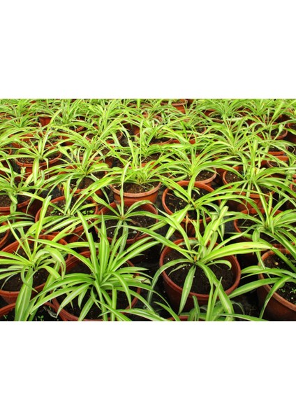Kurdele Çiçeği Bonsai Saksısında Ofis Salon Bitkisi