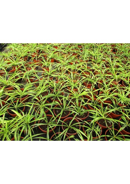 Kurdele Çiçeği Bonsai Saksısında Ofis Salon Bitkisi