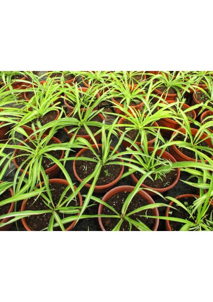 Kurdele Çiçeği Bonsai Saksısında Ofis Salon Bitkisi