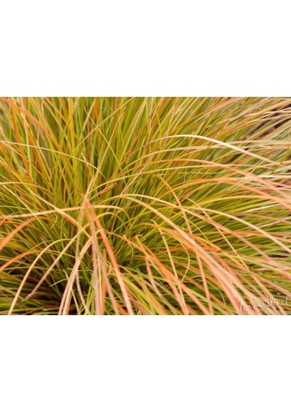 Carex Testecea 5 Adet - Otsu Yer Örtücü Bitki