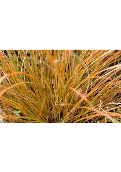 Carex Testecea 5 Adet - Otsu Yer Örtücü Bitki